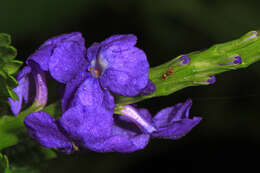 Image of light-blue snakeweed