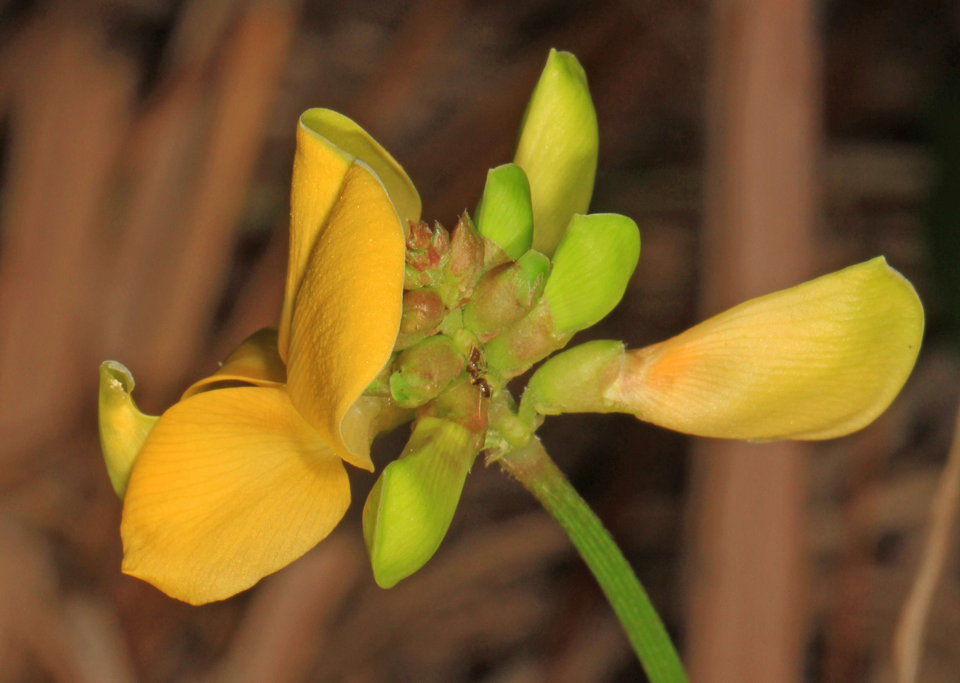 Image of hairypod cowpea