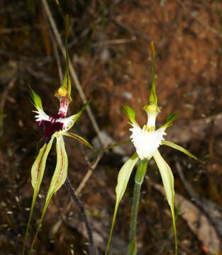 Image of Rigid spider orchid