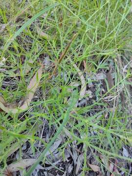 Image of Chinese raspwort