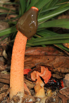 Image of Elegant stinkhorn