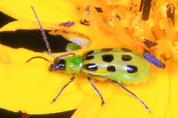 Image of Spotted Cucumber Beetle