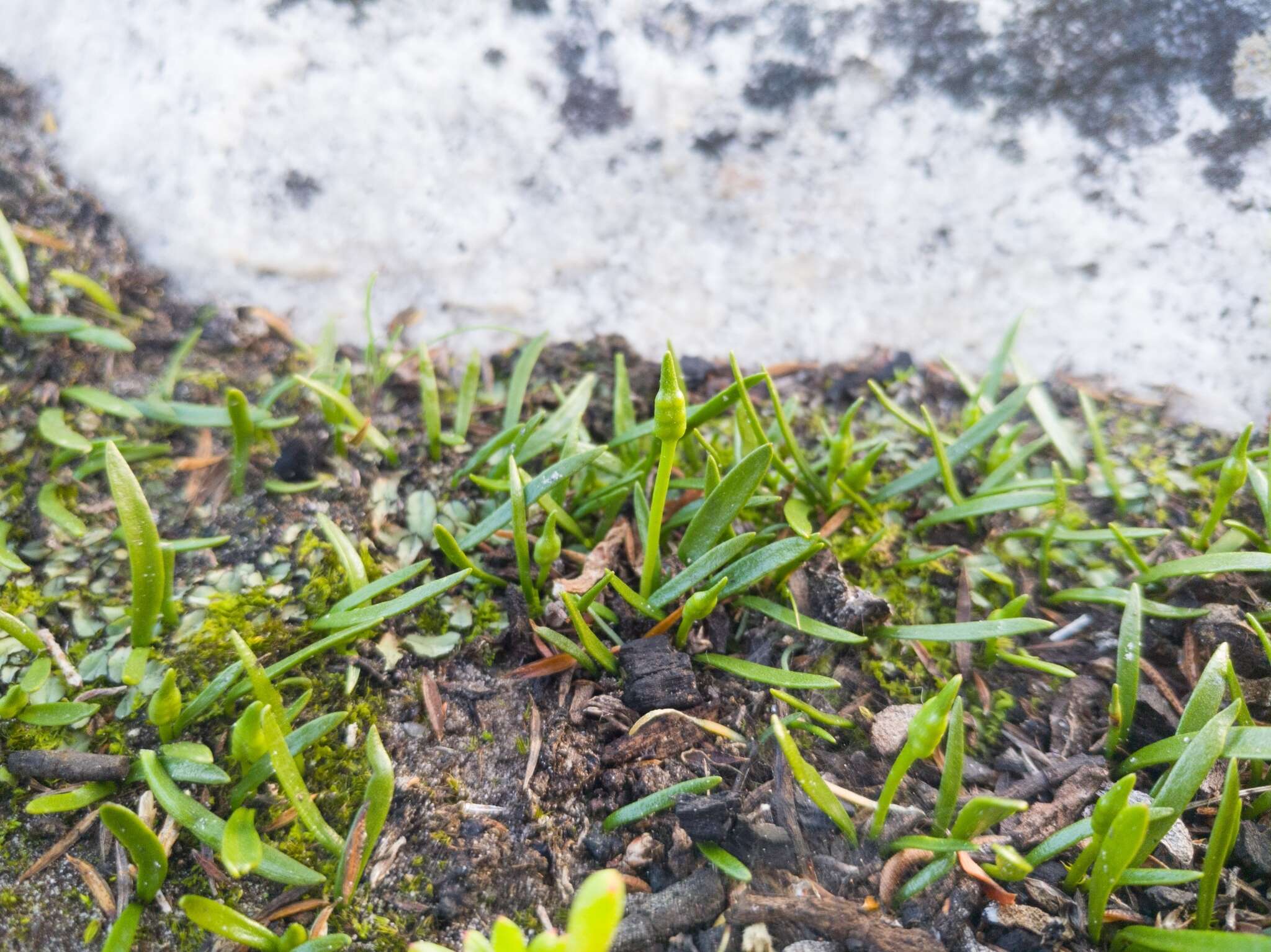 Image of Ophioglossum bergianum Schltdl.