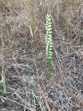 Image of Nodding lady's tresses