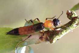 Image of Paederus (Heteropaederus) fuscipes Curtis 1826