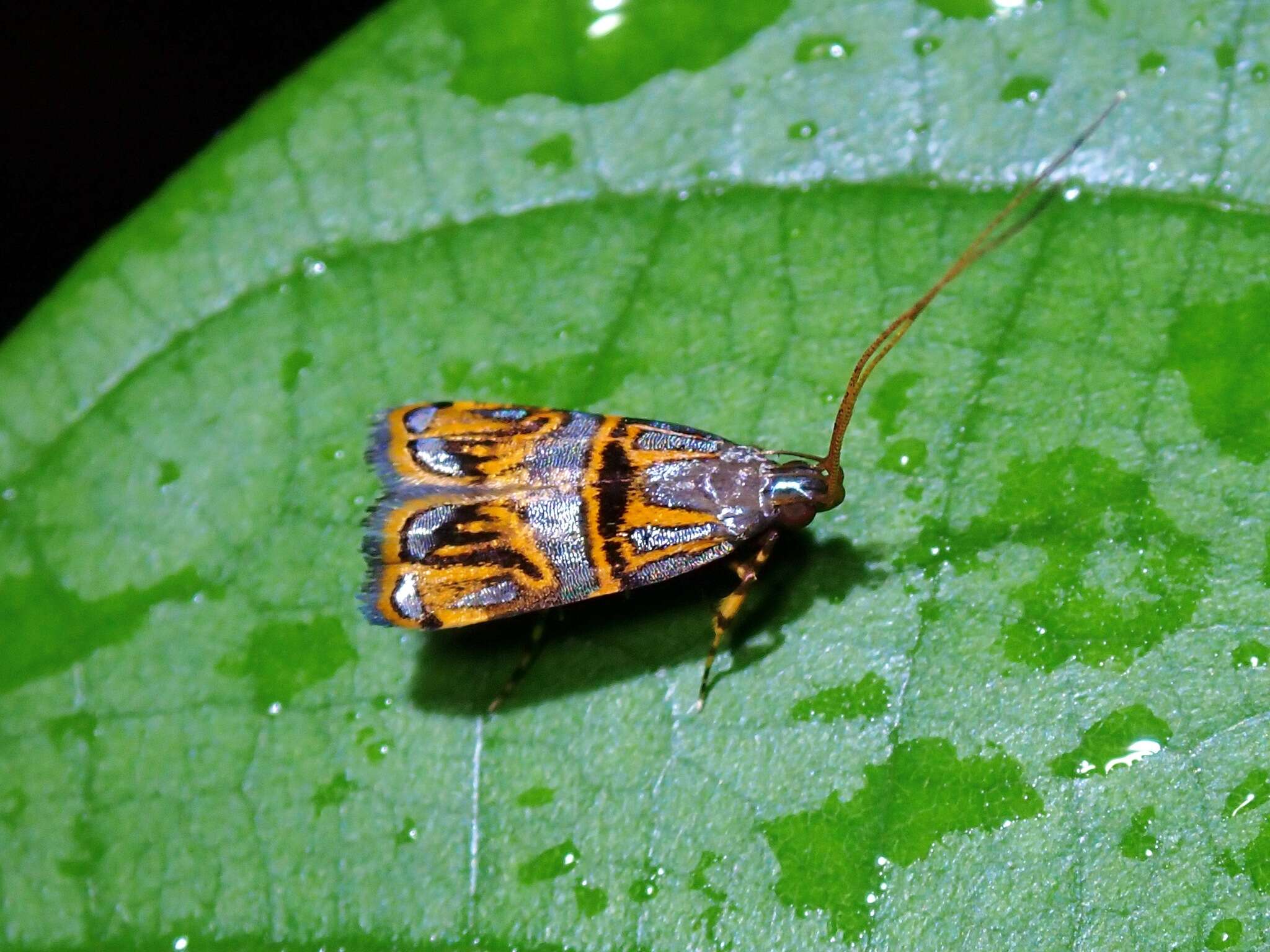 Image of Lecithocera biferrinella Walker 1864