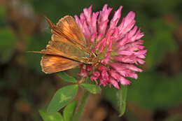 Atalopedes campestris Boisduval 1852 resmi