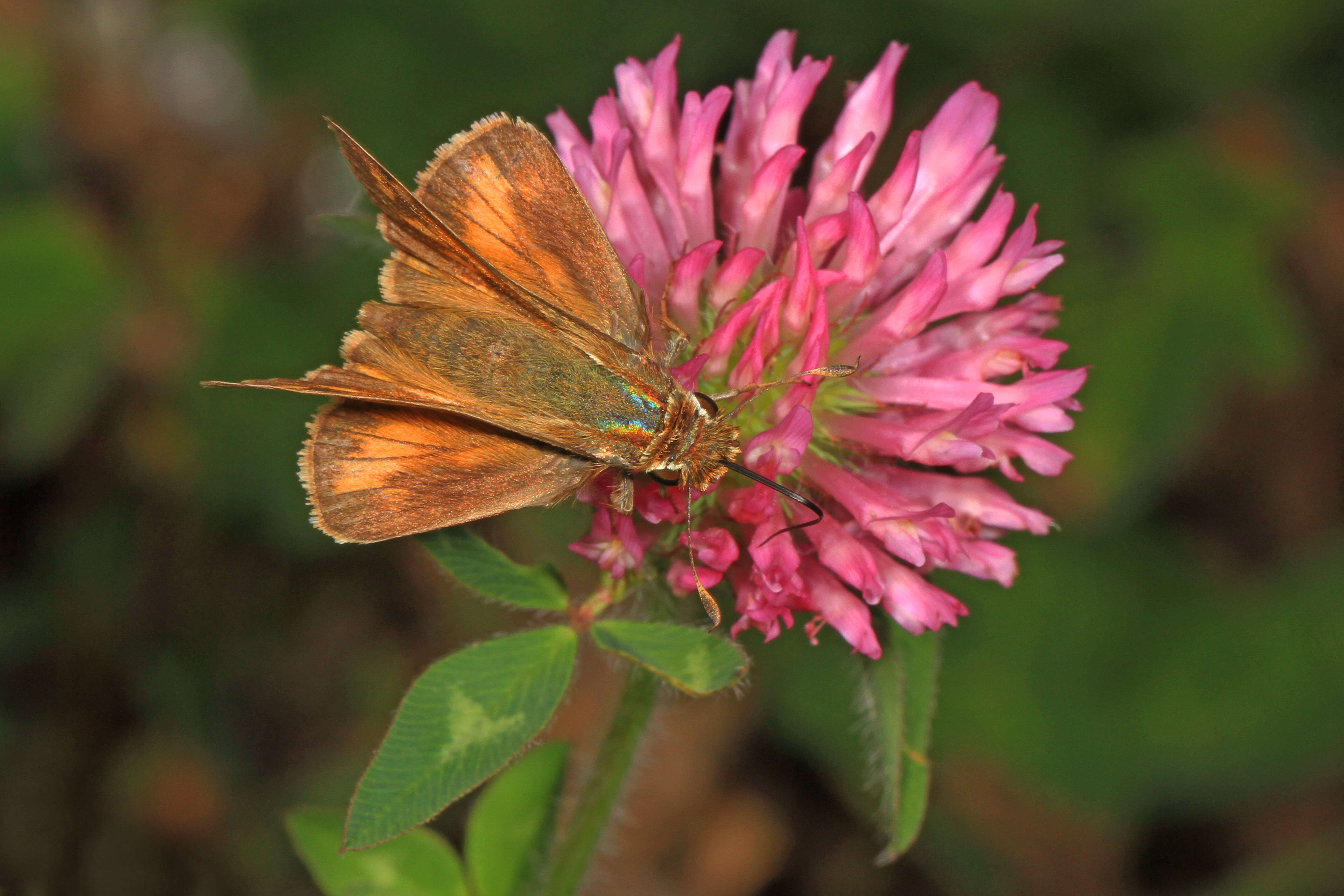 Atalopedes campestris Boisduval 1852 resmi