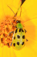 Image of Spotted Cucumber Beetle