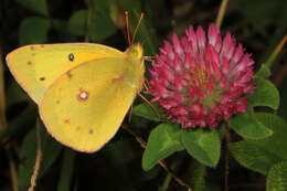 Image of Clouded sulphur