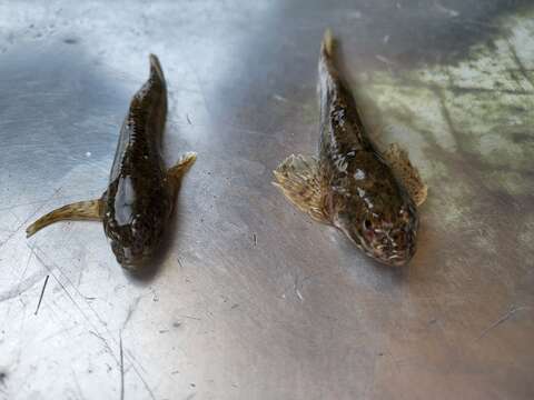 Image of Slimy Sculpin