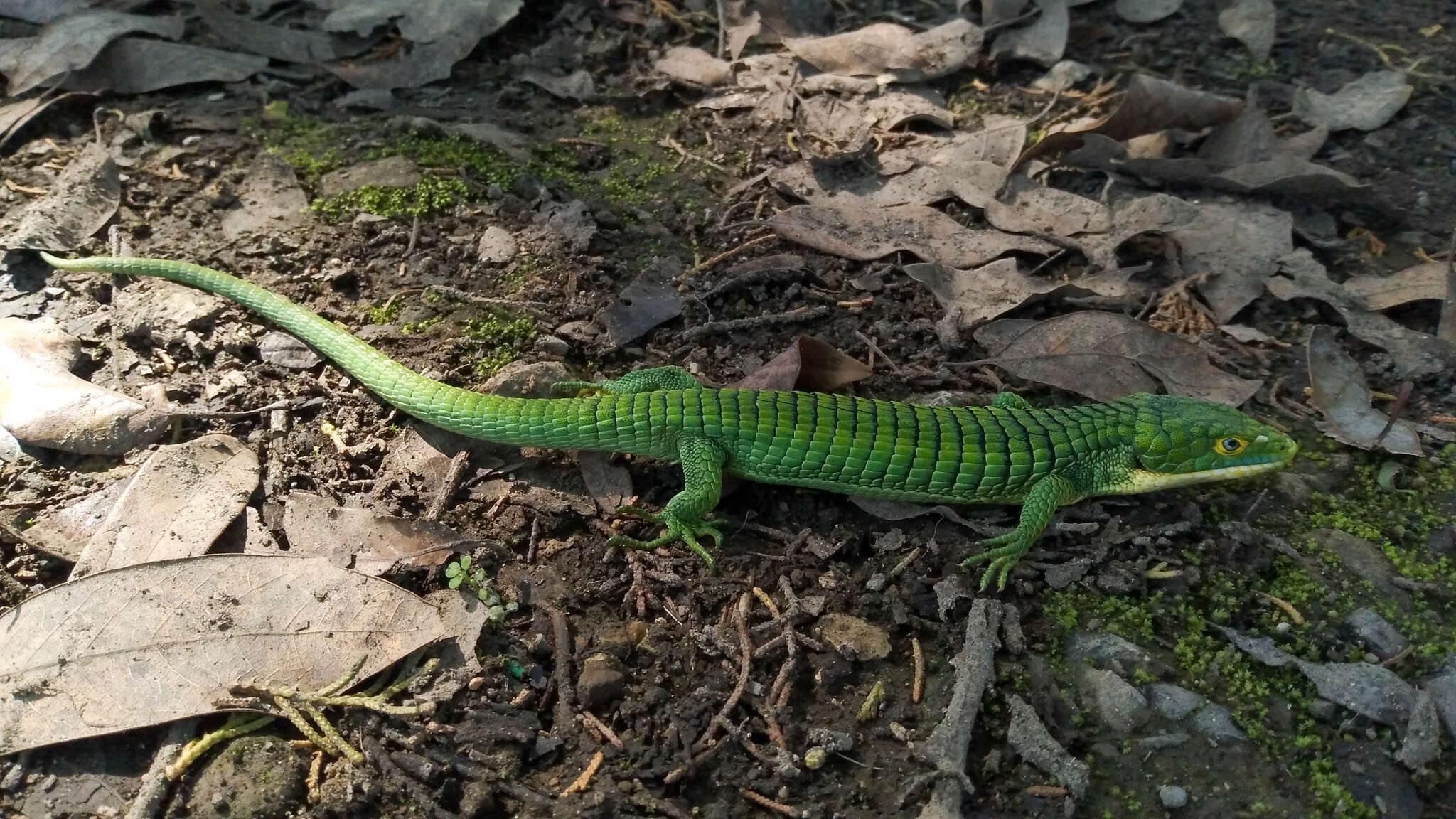 Слика од Abronia graminea (Cope 1864)