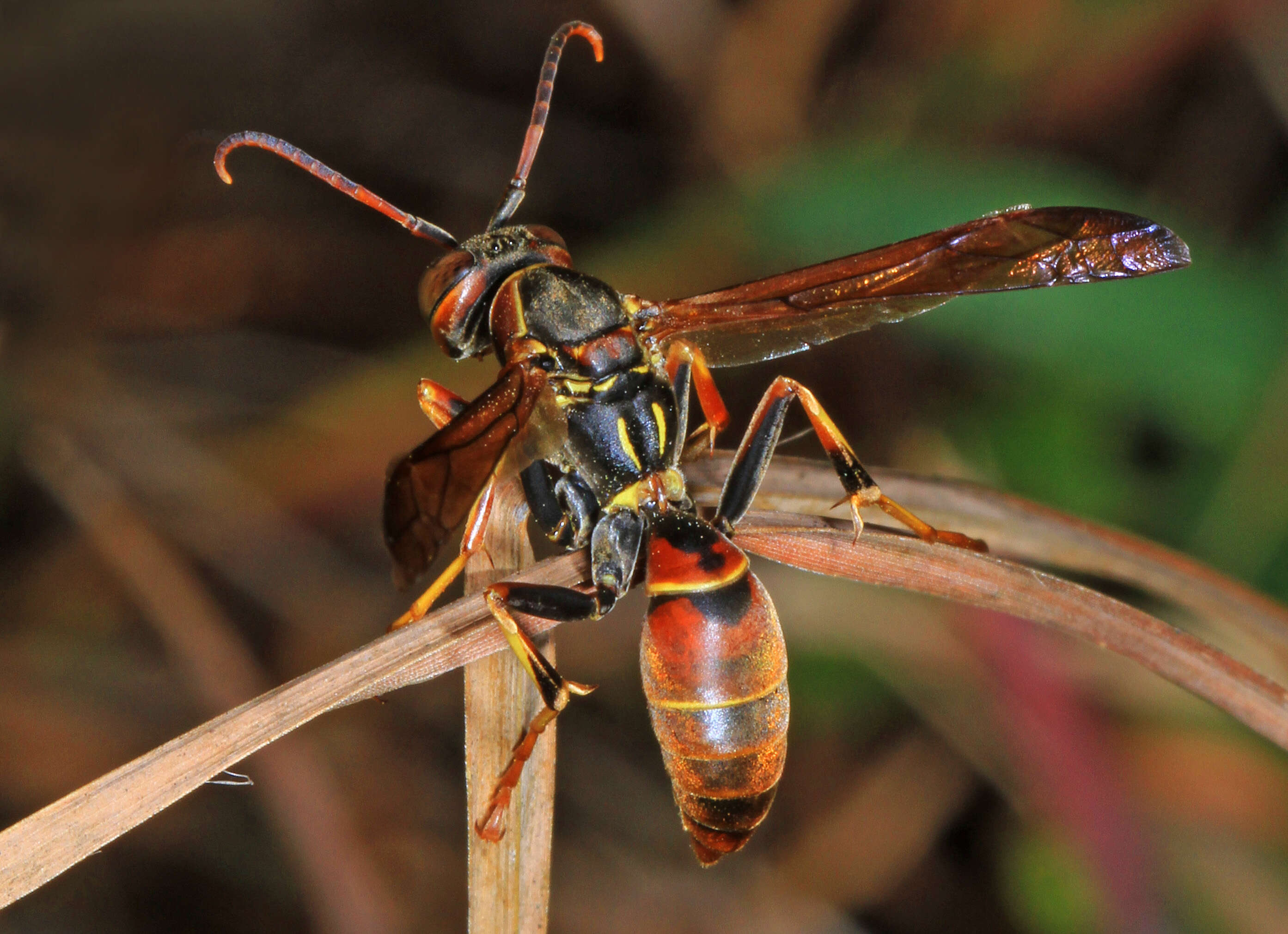 Image of Polistes dorsalis (Fabricius 1775)