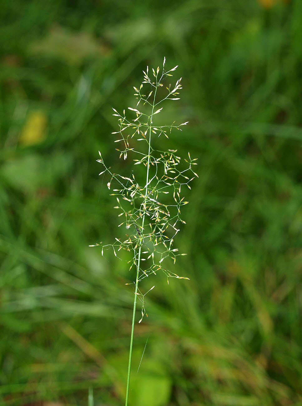 Image de Agrostis commun