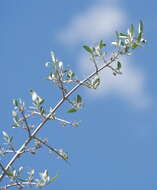 Image of silver buffaloberry