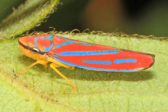 Graphocephala coccinea (Forster & J. R. 1771)的圖片