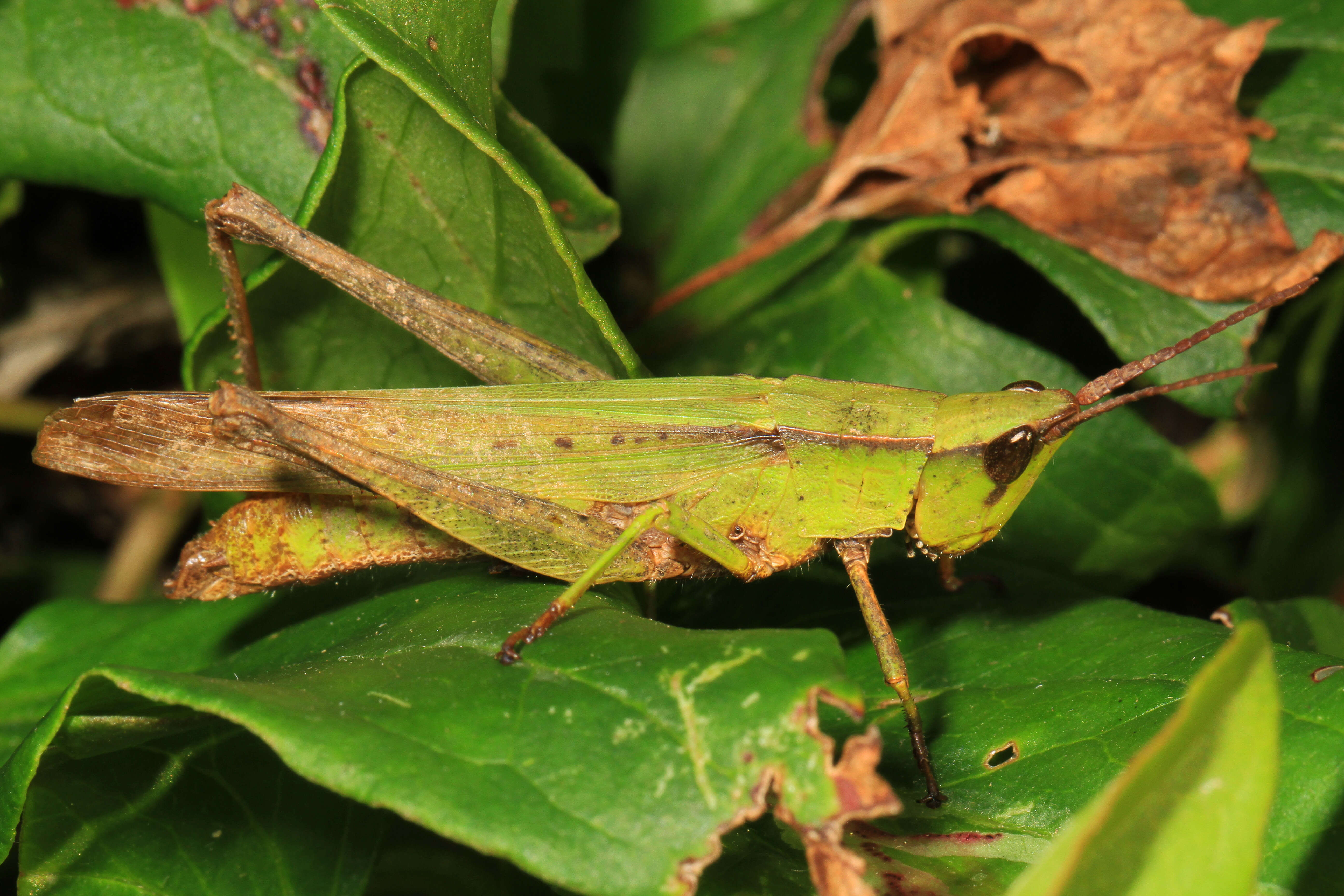 Metaleptea brevicornis (Johannson 1763) resmi