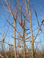 Image of Small-leaved Elm