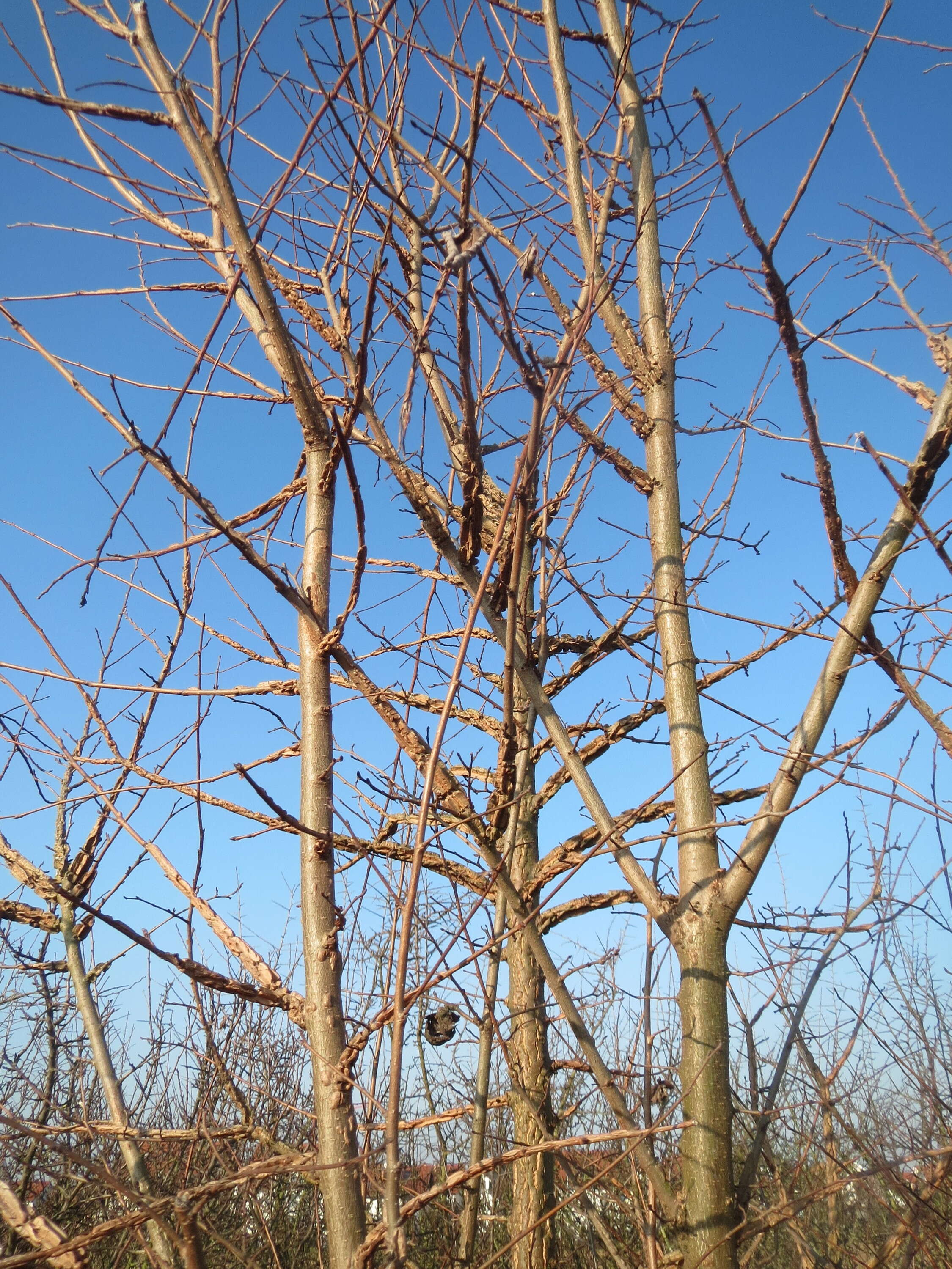 Image of Small-leaved Elm