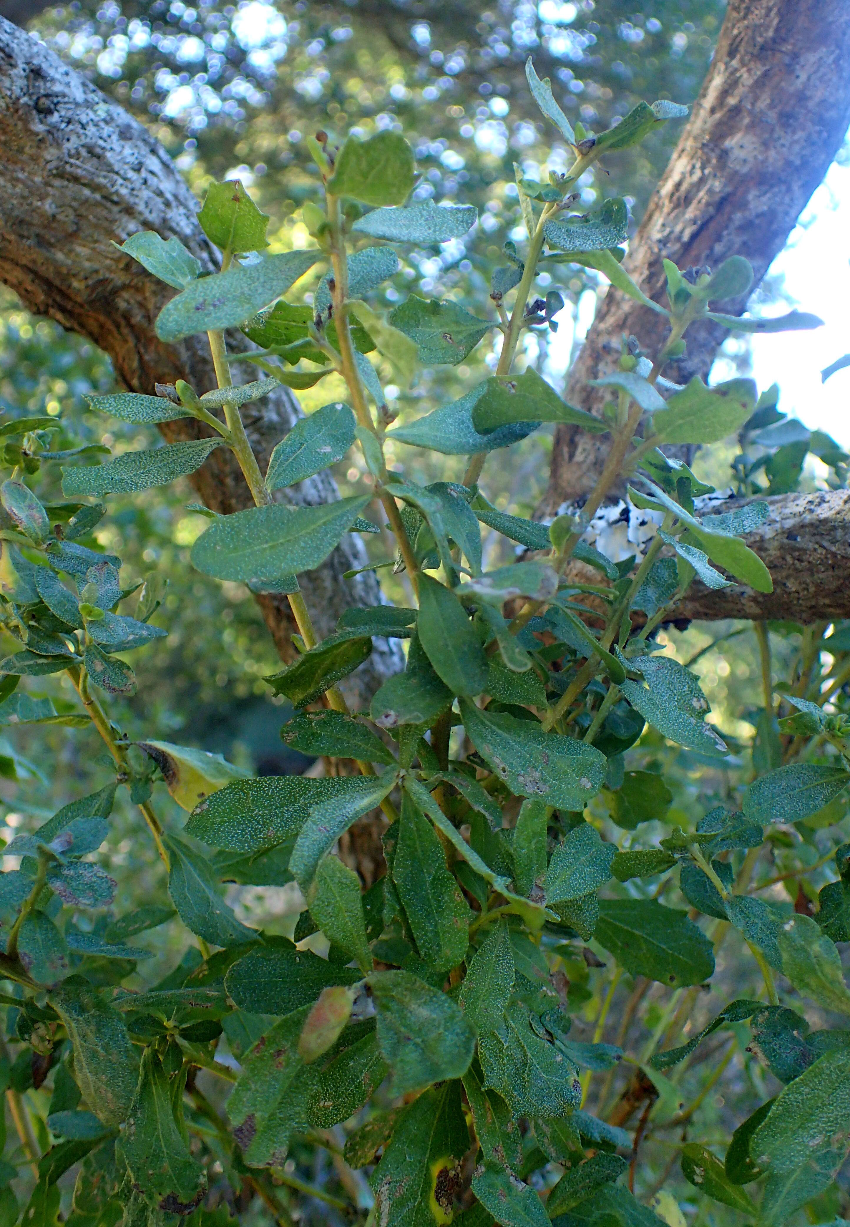 Image of Chaparral Broom