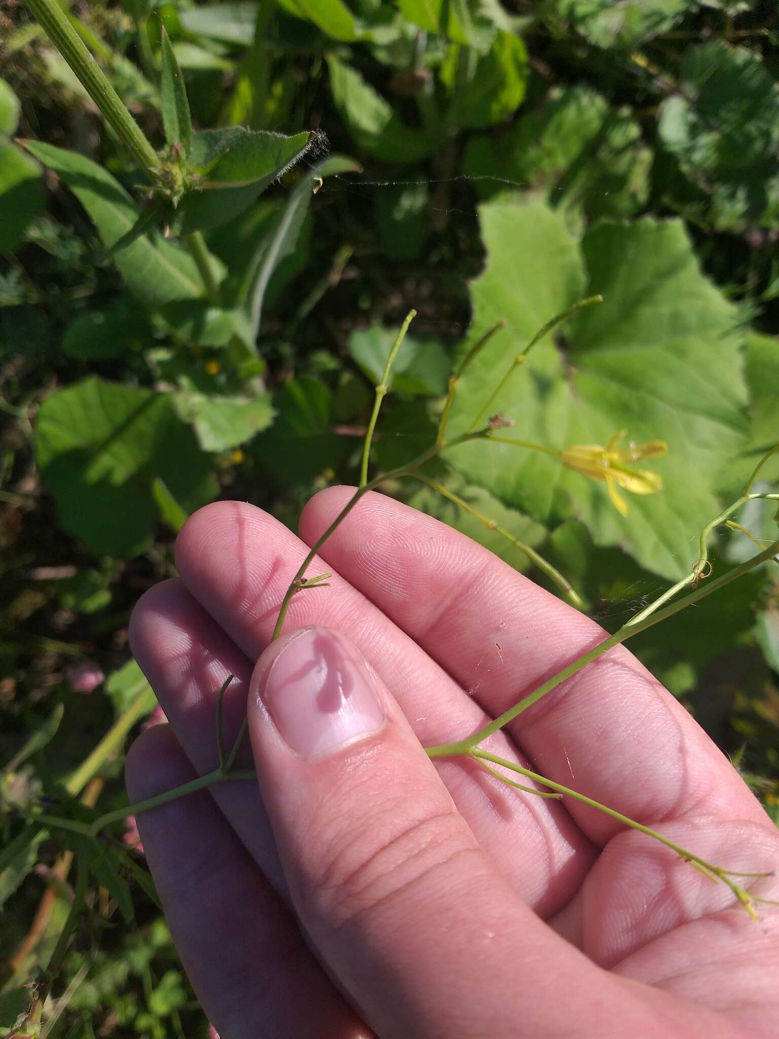 Image of Sisymbrium polymorphum (Murray) Roth