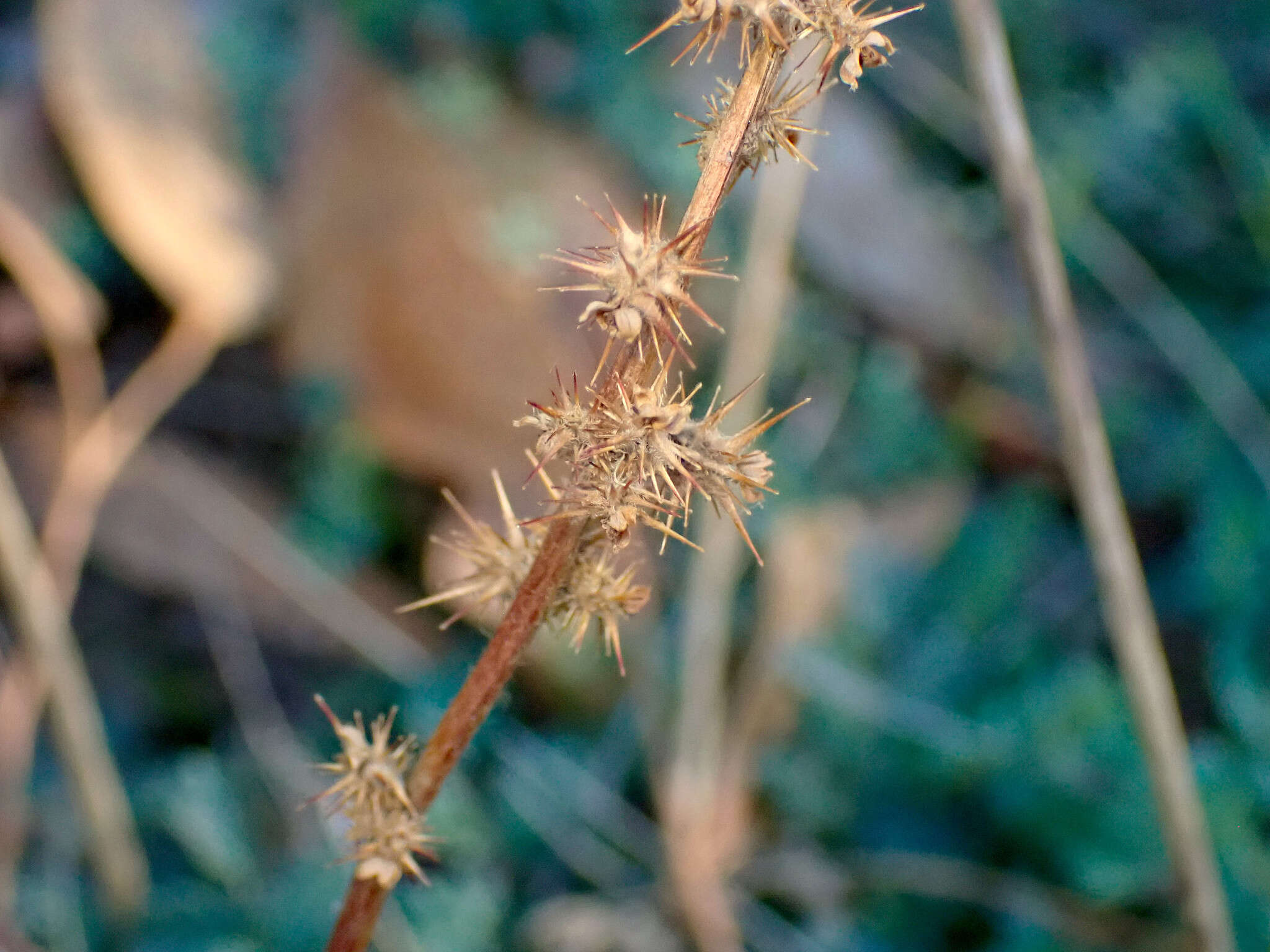 Image of Acaena echinata Nees