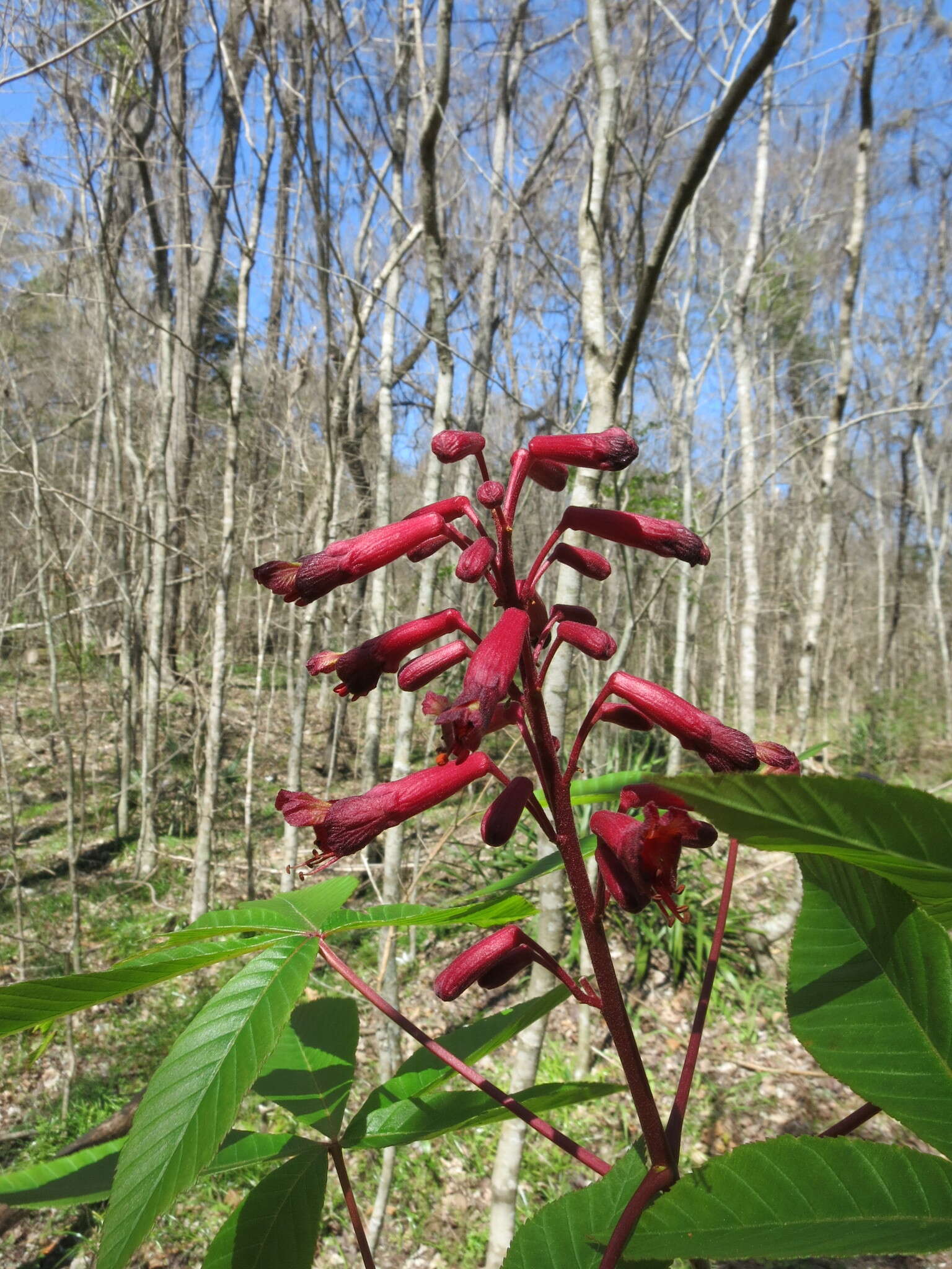 Sivun <i>Aesculus <i>pavia</i></i> var. pavia kuva