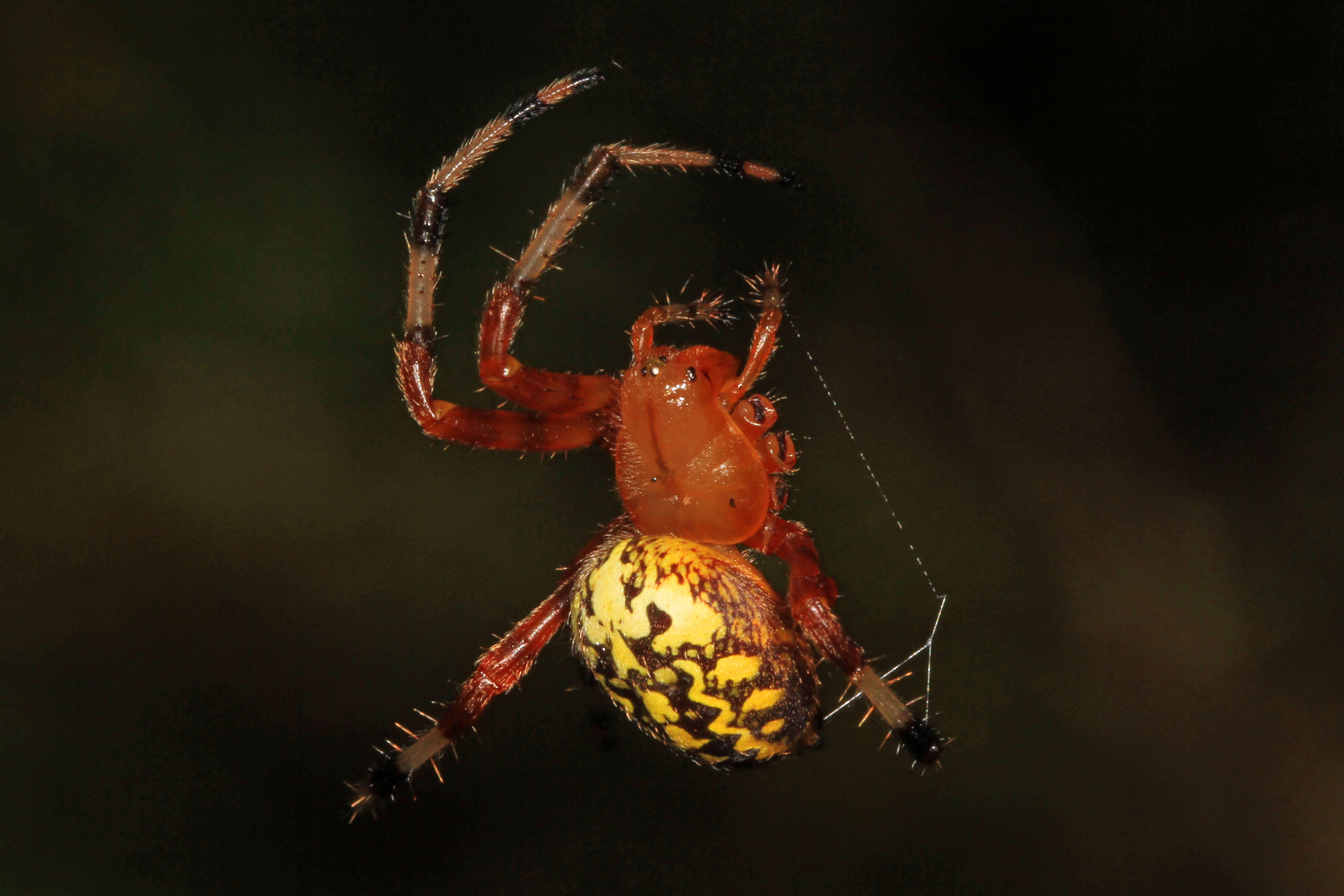 Image of Angulate & Roundshouldered Orbweaver