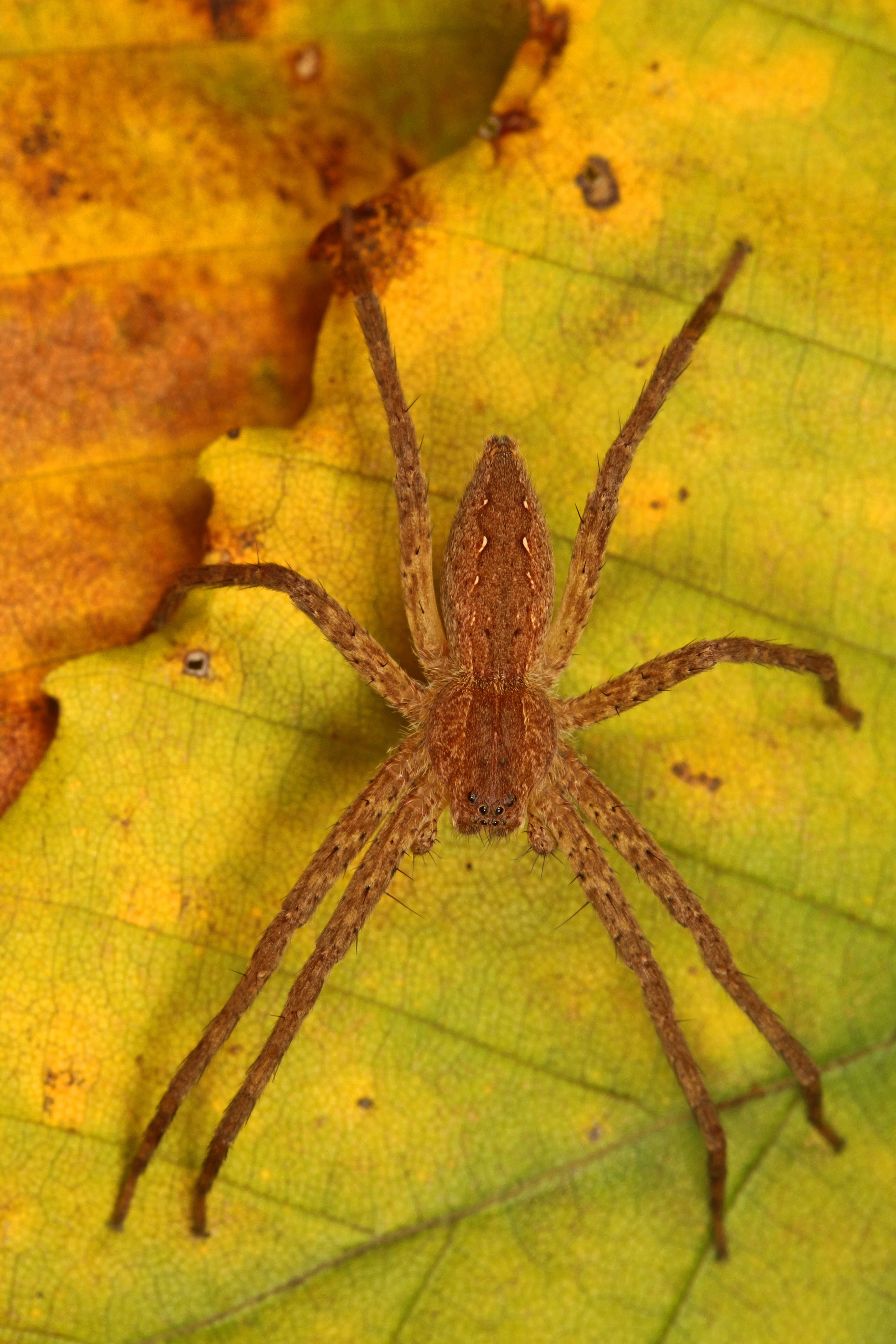 Image of Nursery Web Spider