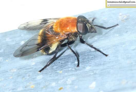 Image of Volucella jeddona Bigot 1875