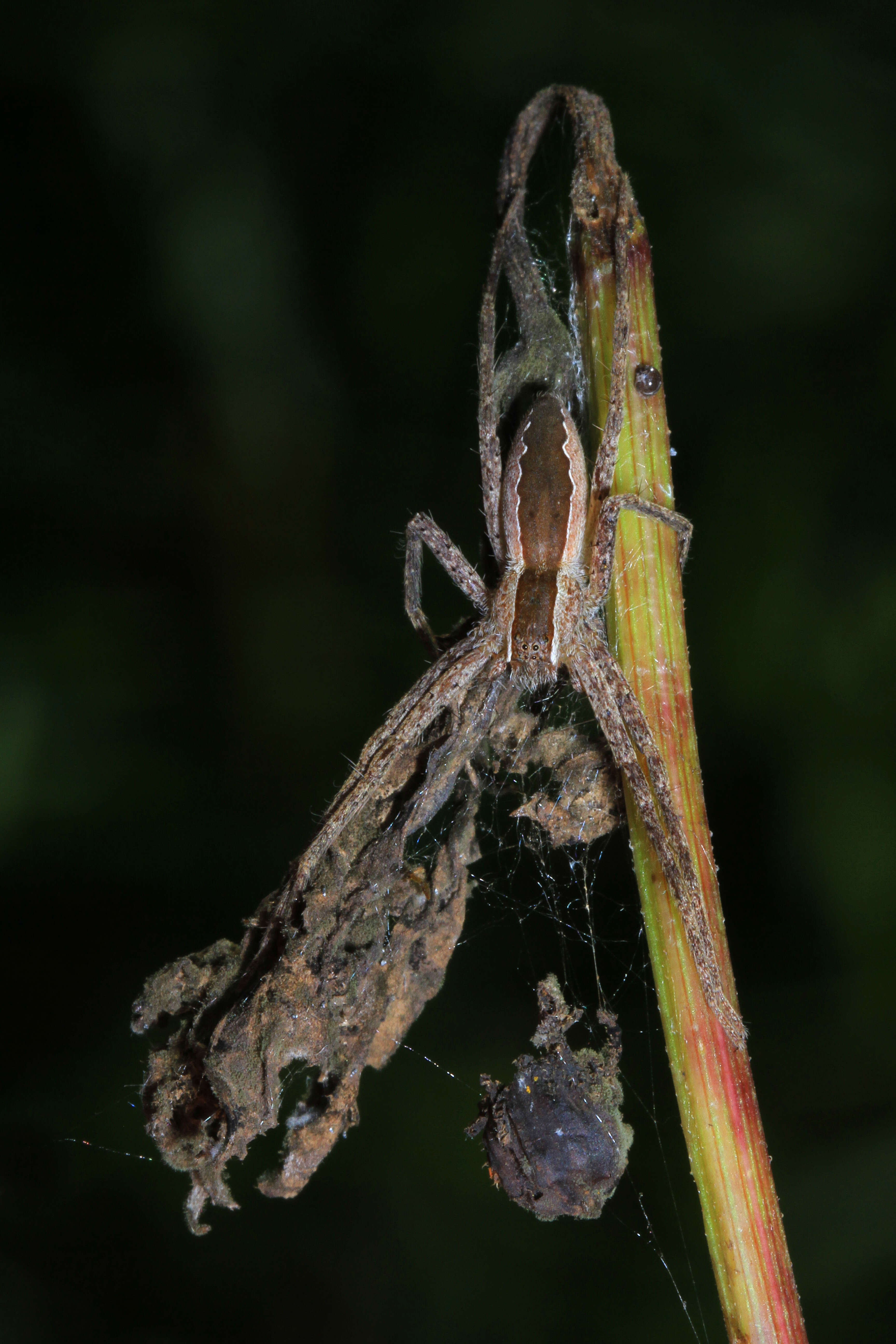 Image of Nursery Web Spider