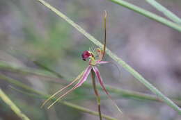 Image of Ray spider orchid