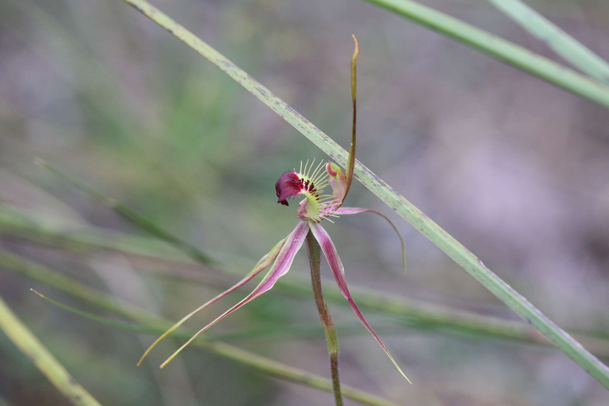 Image of Ray spider orchid