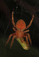 Image of Hentz's Orbweaver