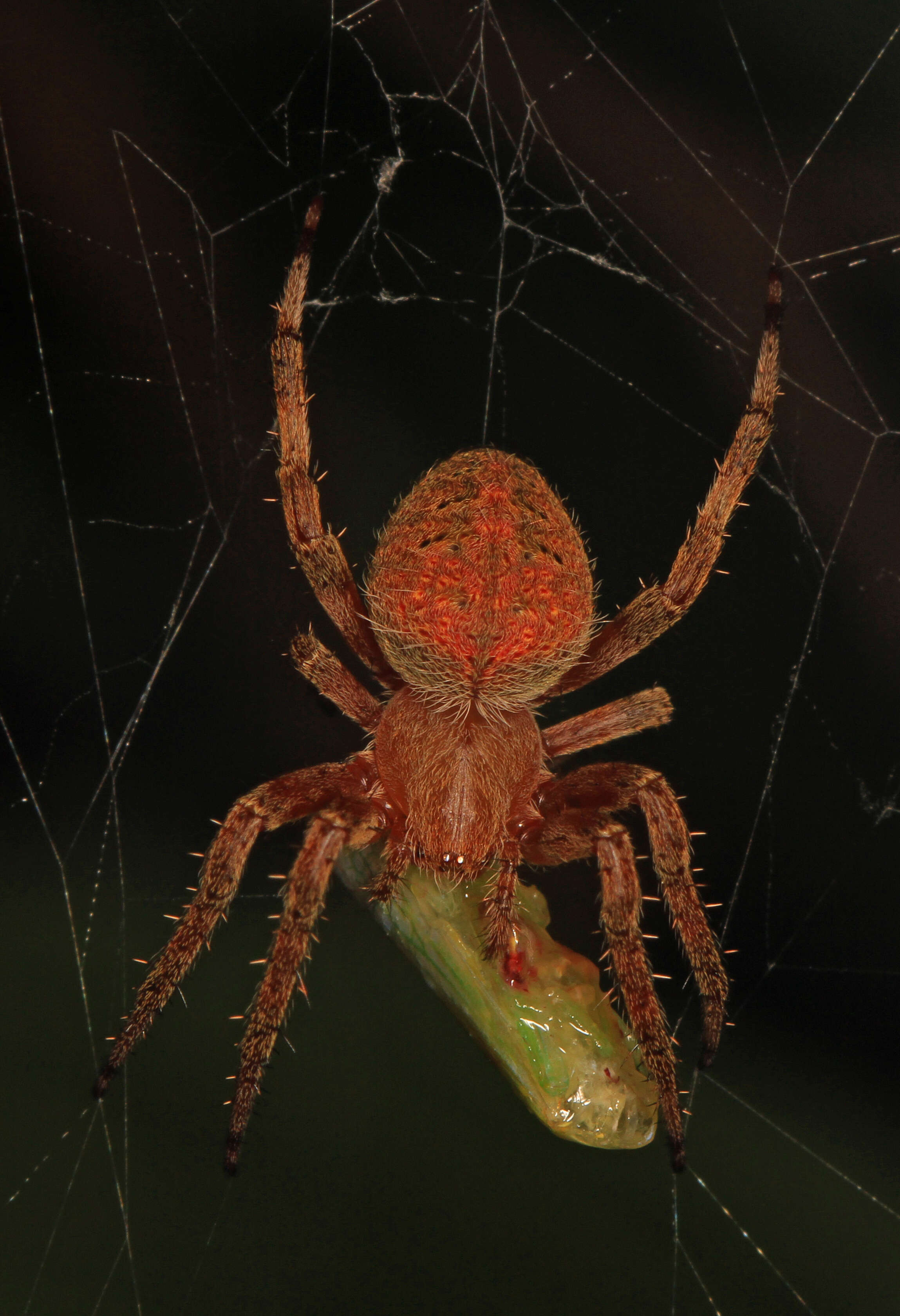 Image of Hentz's Orbweaver