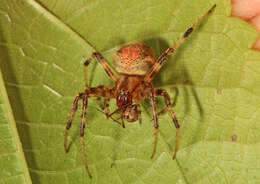 Image of Arabesque Orbweaver