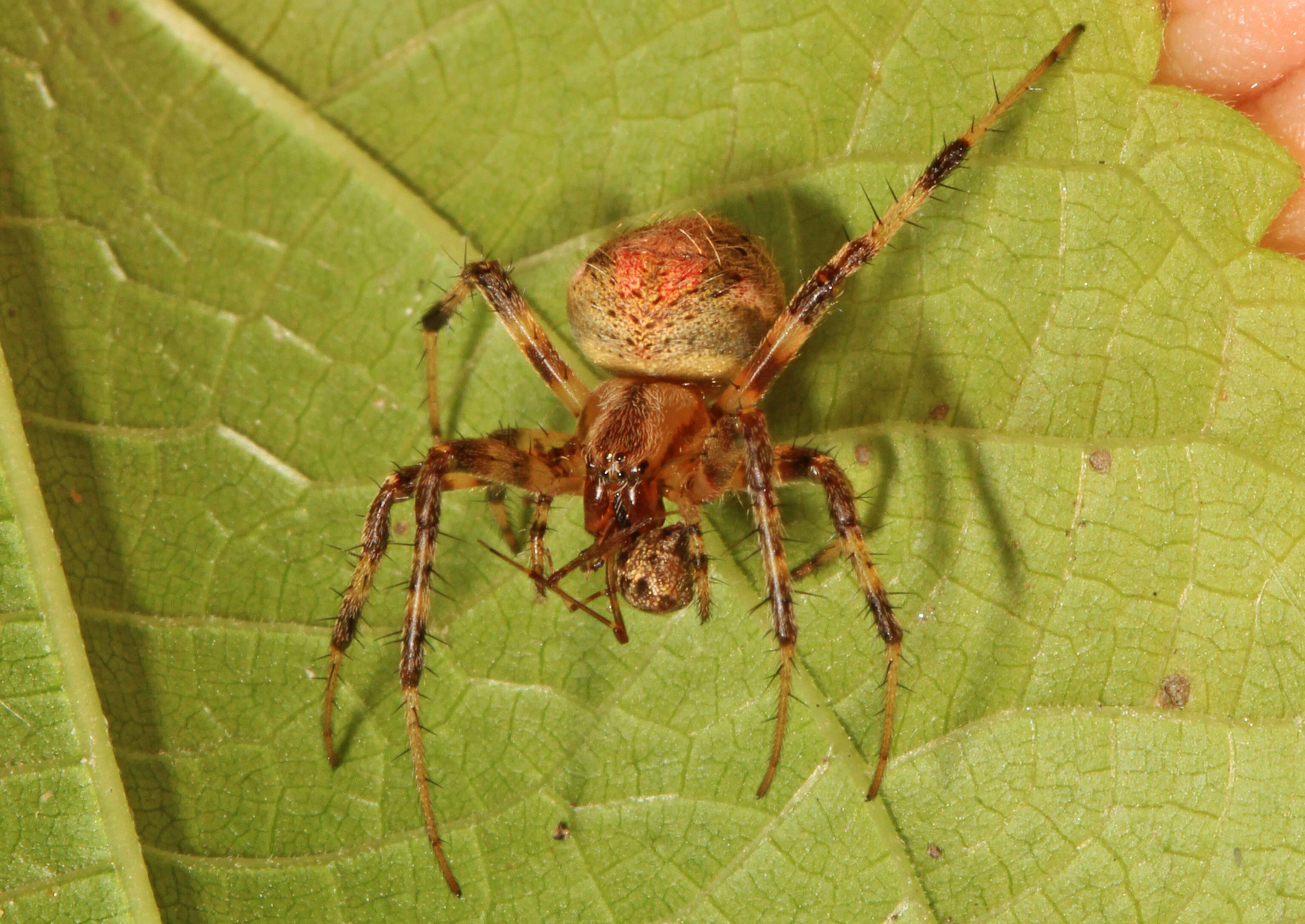 Image of Arabesque Orbweaver