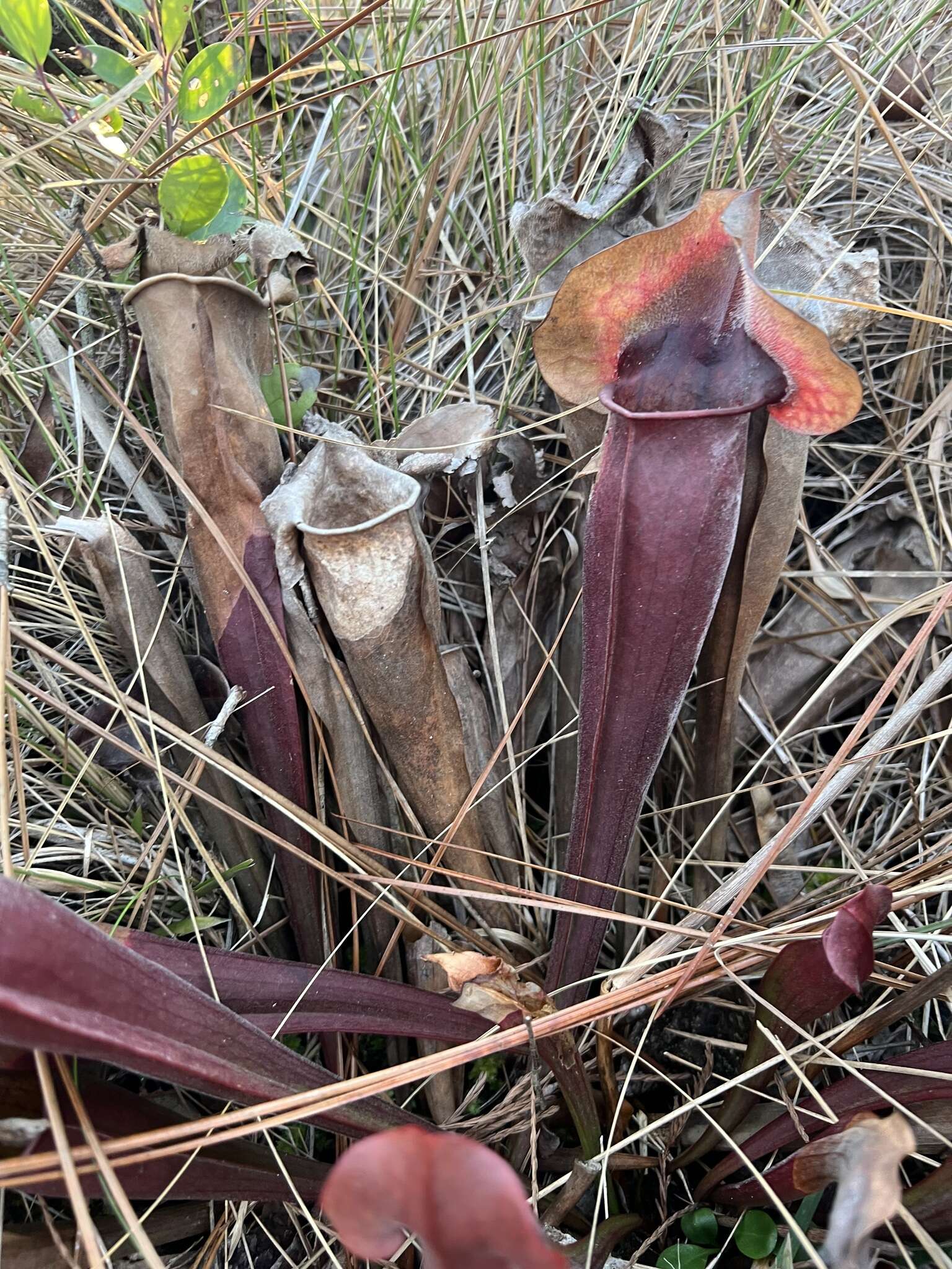 Image of pitcherplant