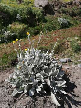 Image de Senecio gilliesianus Hieron.