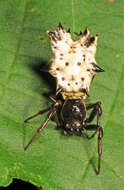 Image of Spined Micrathena