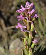 Image of Disa stachyoides Rchb. fil.