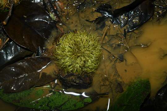 Image of Sloanea grandiflora Sm.