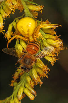 Image of Misumenoides formosipes (Walckenaer 1837)