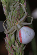 Image of Flower Crab Spiders