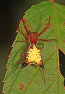 Image of Arrowshaped Micrathena