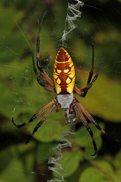 Image of Black-and-Yellow Argiope