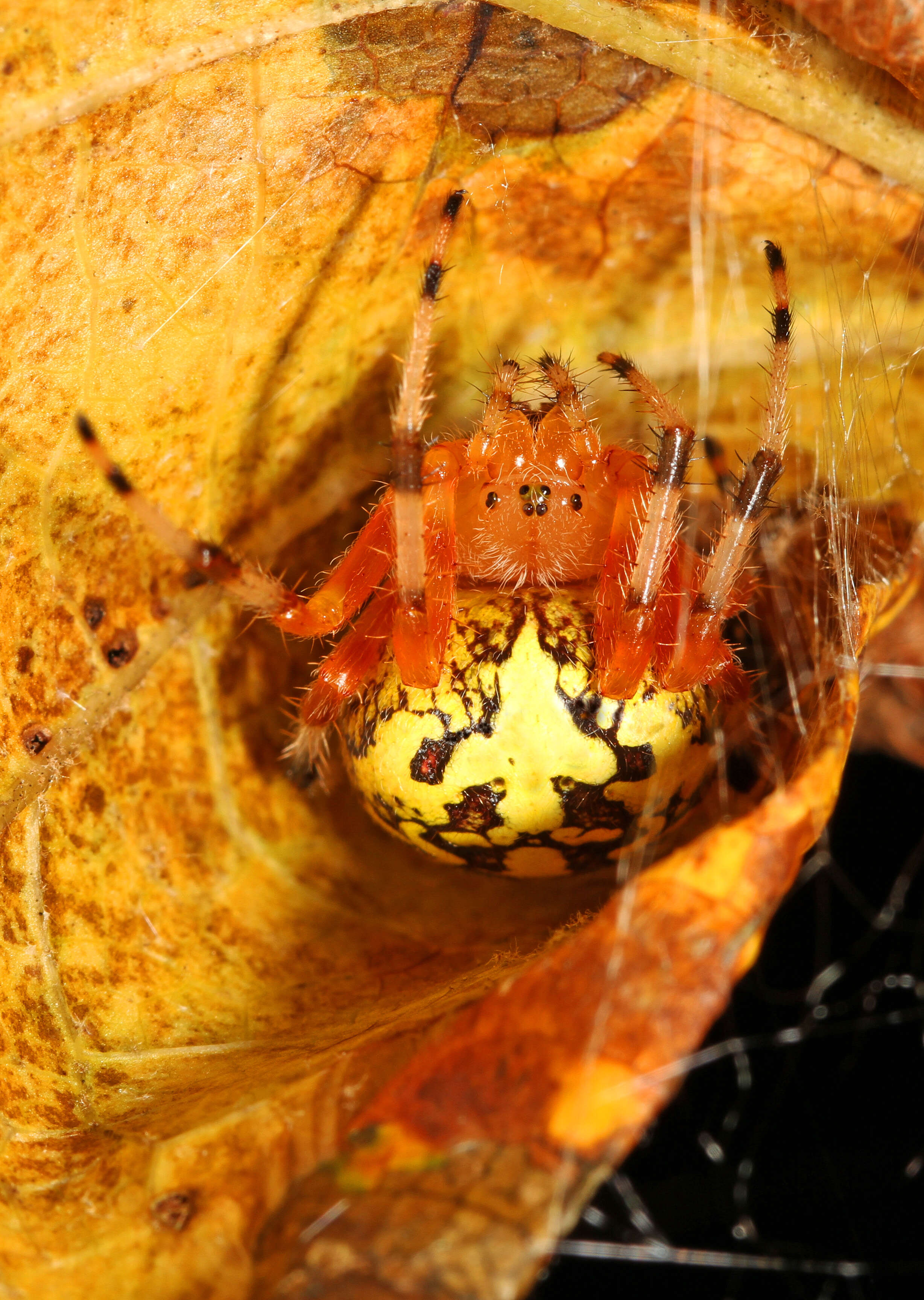 Image of Angulate & Roundshouldered Orbweaver