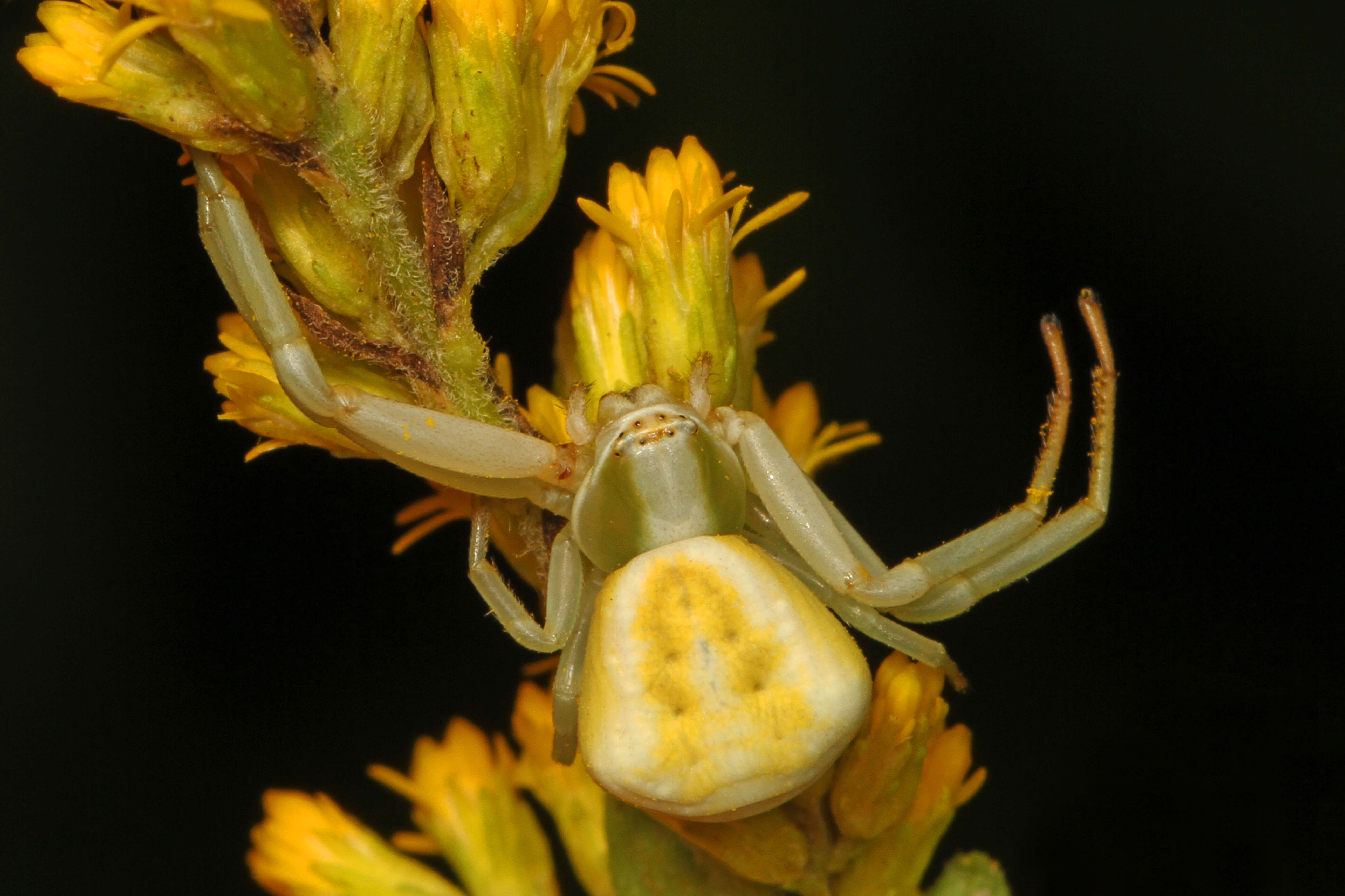 Image of Misumenoides formosipes (Walckenaer 1837)