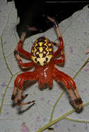 Image of Angulate & Roundshouldered Orbweaver