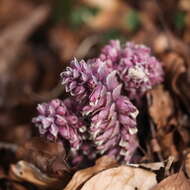 Image of common toothwort